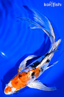 9.5" HEISEI NISHIKI BUTTERFLY