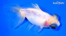 4.25" TELESCOPE FANTAIL GOLDFISH