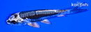 4.25" KIKOKURYU