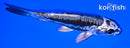 4.25" KIKOKURYU