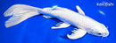9.25" PLATINUM OGON BUTTERFLY