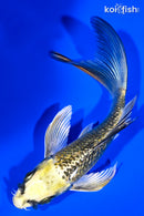 5.25" GINRIN KI MATSUBA BUTTERFLY