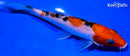 6" SANKE