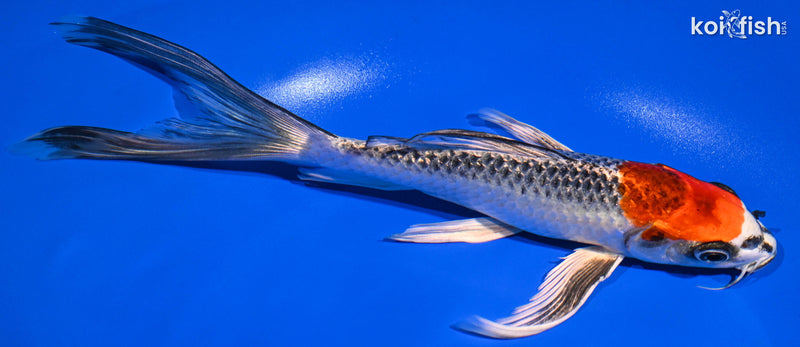 Orange Koi Fish For Sale – Page 21