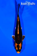 5.25" ORENJI MATSUBA