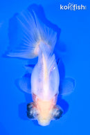 4.25" TELESCOPE FANTAIL GOLDFISH