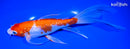 9.25" GINRIN KOHAKU BUTTERFLY