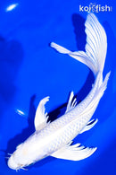 9.25" PLATINUM OGON BUTTERFLY