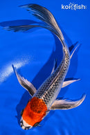 9.25" KUJAKU BUTTERFLY