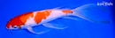 9.25" KOHAKU BUTTERFLY