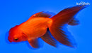 5.5" ORANDA GOLDFISH