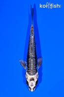 4.25" KIKOKURYU