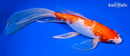 9.25" GINRIN KOHAKU BUTTERFLY
