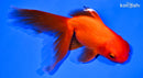 5.5" ORANDA GOLDFISH