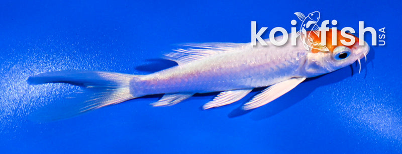 4.5" TANCHO HARIWAKE BUTTERFLY