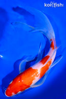 9.25" KOHAKU BUTTERFLY