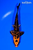 4.75" KIN ORENJI MATSUBA