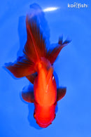 5.5" ORANDA GOLDFISH