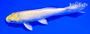 5.75" YAMABUKI OGON