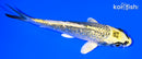 4.5" GINRIN KUJAKU
