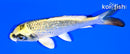 4.5" GINRIN KUJAKU