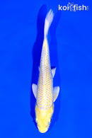 5.75" YAMABUKI OGON