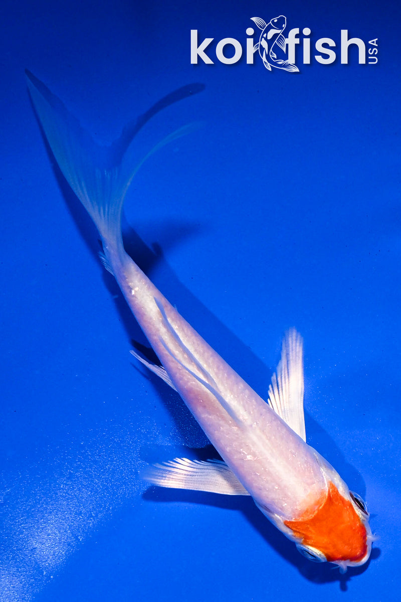 4.5" TANCHO HARIWAKE BUTTERFLY