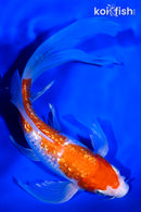 9.25" GINRIN KOHAKU BUTTERFLY