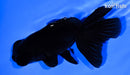 4.25" TELESCOPE FANTAIL GOLDFISH