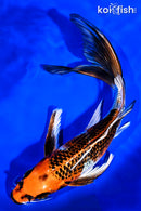 9.25" KUJAKU BUTTERFLY