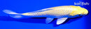 5.75" YAMABUKI OGON