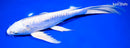 9.5" GINRIN DOITSU PLATINUM OGON BUTTERFLY