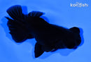 4.25" TELESCOPE FANTAIL GOLDFISH