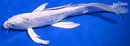 10.5" DOITSU PLATINUM OGON BUTTERFLY