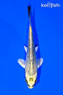 4.5" GINRIN KUJAKU