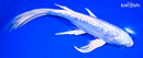 9.5" GINRIN DOITSU PLATINUM OGON BUTTERFLY