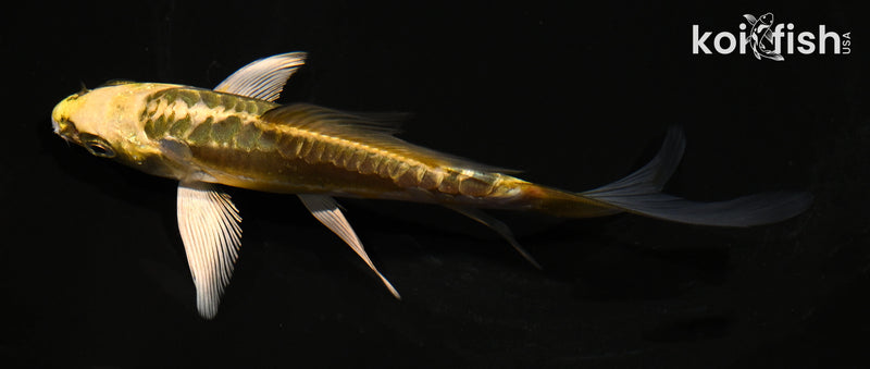 5.5" ARAGOKE KIN KIKOKURYU BUTTERFLY
