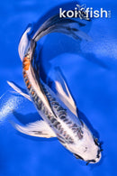 6.75" GINRIN BENI KIKOKURYU BUTTERFLY