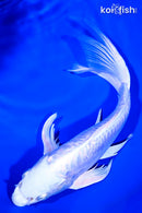 9.5" GINRIN DOITSU PLATINUM OGON BUTTERFLY