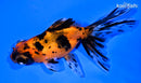 5" CALICO TELESCOPE FANTAIL GOLDFISH