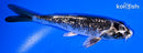4.75" GINRIN GINGA