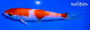 5" KOHAKU