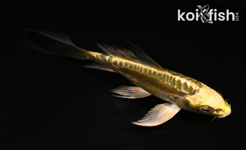 5.5" ARAGOKE KIN KIKOKURYU BUTTERFLY