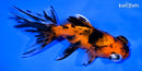 5" CALICO TELESCOPE FANTAIL GOLDFISH