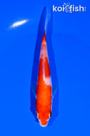5" KOHAKU