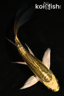 5.5" ARAGOKE KIN KIKOKURYU BUTTERFLY