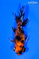 5" CALICO TELESCOPE FANTAIL GOLDFISH