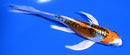 5.25" DOITSU KUJAKU BUTTERFLY