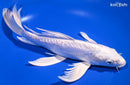 10.5" DOITSU PLATINUM OGON BUTTERFLY