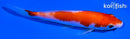 5" KOHAKU
